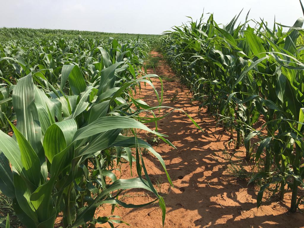 Side-by-side maize trial — rows on the right treated with EL-I Tech show denser, taller, darker-green growth than the untreated rows on the left