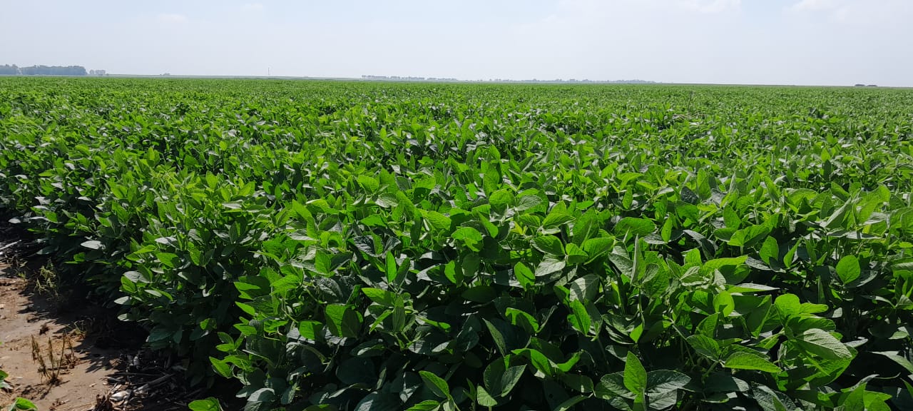 Lucerne / alfalfa trial