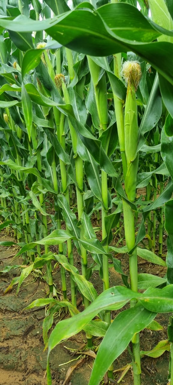 Maize trial canopy at mid-season